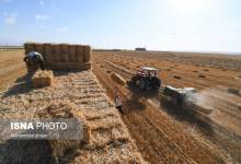 خبر خوش دولت برای گندمکاران