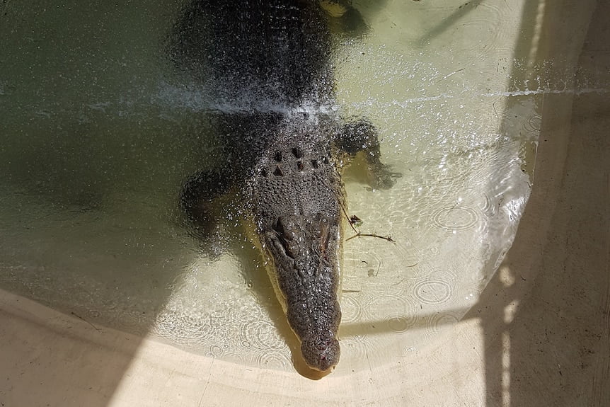عکس گرفتن یک تمساح غول پیکر در سد آبی!