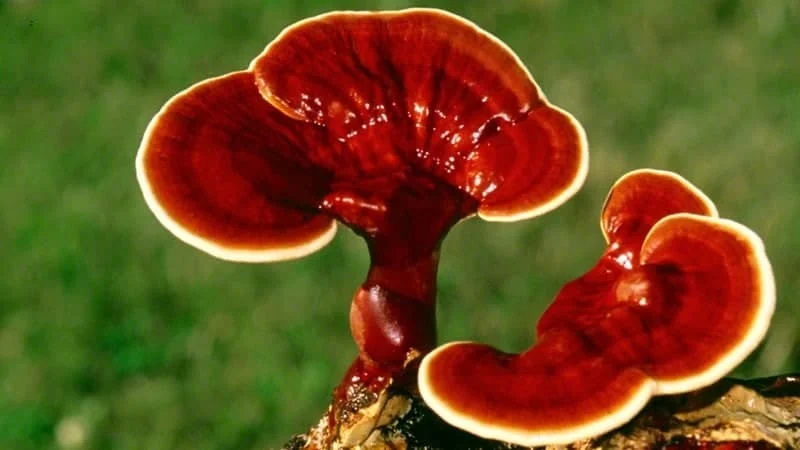 گانودرما