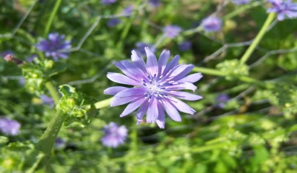 خواص کاسنی که نمیدانستید