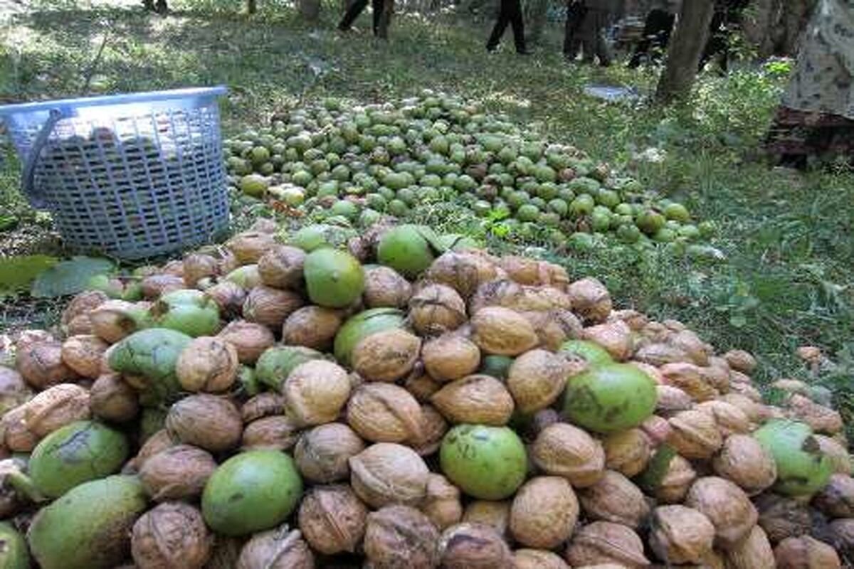 آخرین خبر از کشت کلزا در آذربایجان‌غربی و چغندرقند در مهاباد / پیش‌بینی برداشت ۱۳‌هزار تن گردو