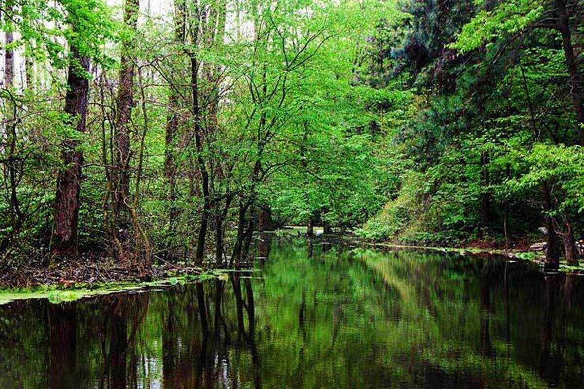 رشد ۱۵ درصدی مساحت جنگل‌های ایران